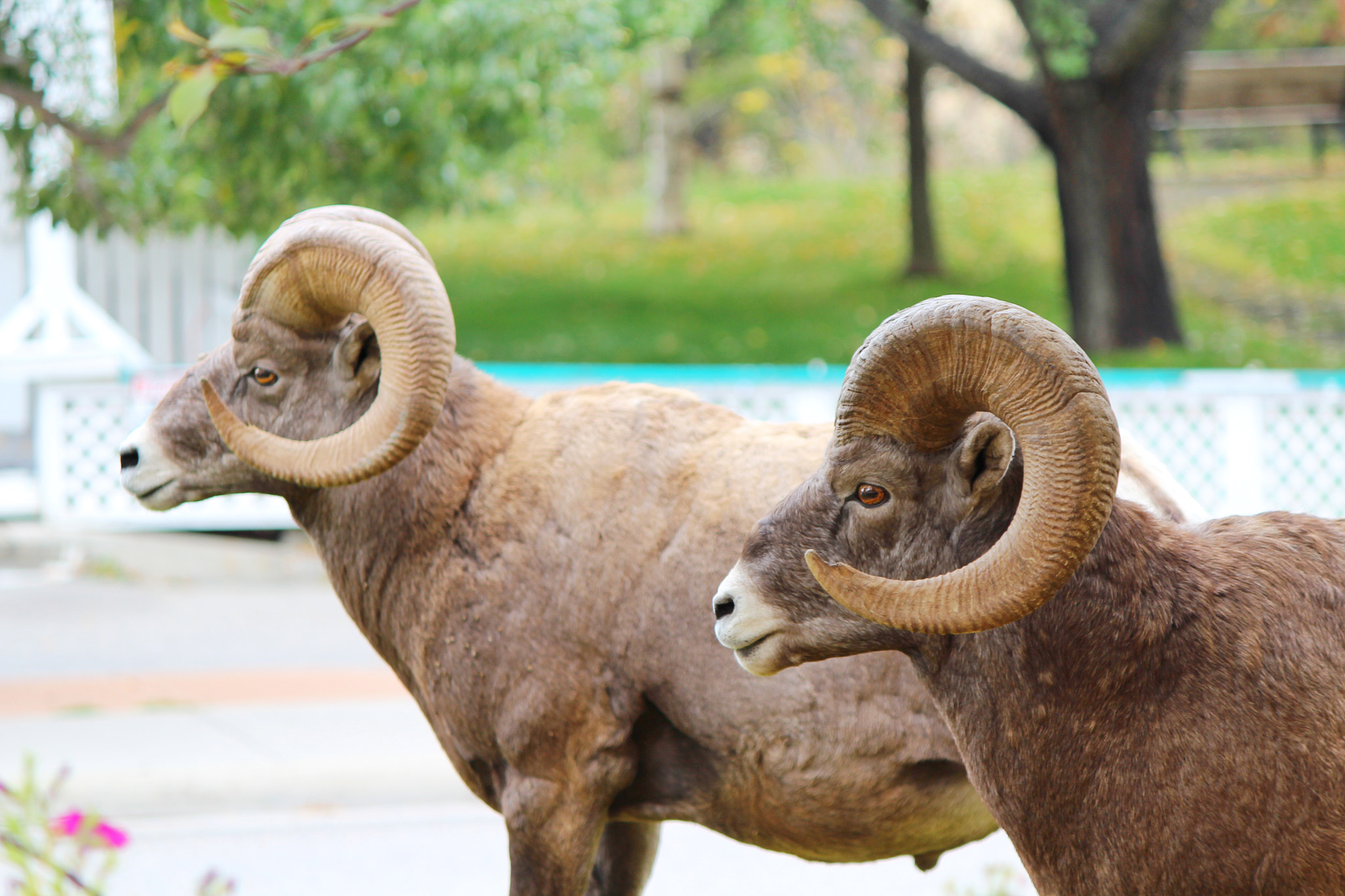 Canon EF-S 55-250mm F4-5.6 IS sample photo. Ram. photography