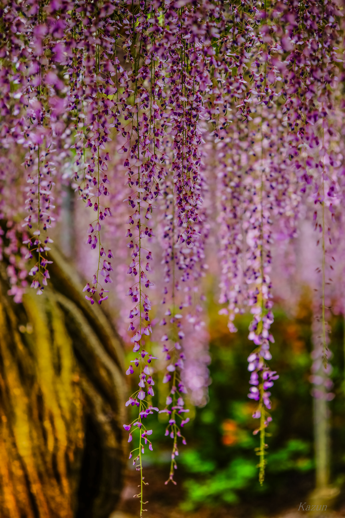 Sony a99 II + Sony 70-200mm F2.8 G SSM II sample photo. Wisteria photography