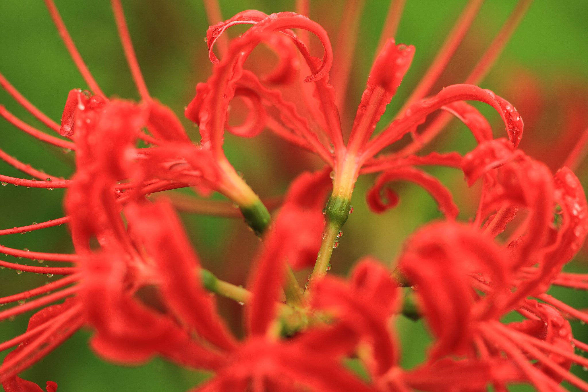 Sigma APO Macro 150mm f/2.8 EX DG HSM sample photo. Flower photography