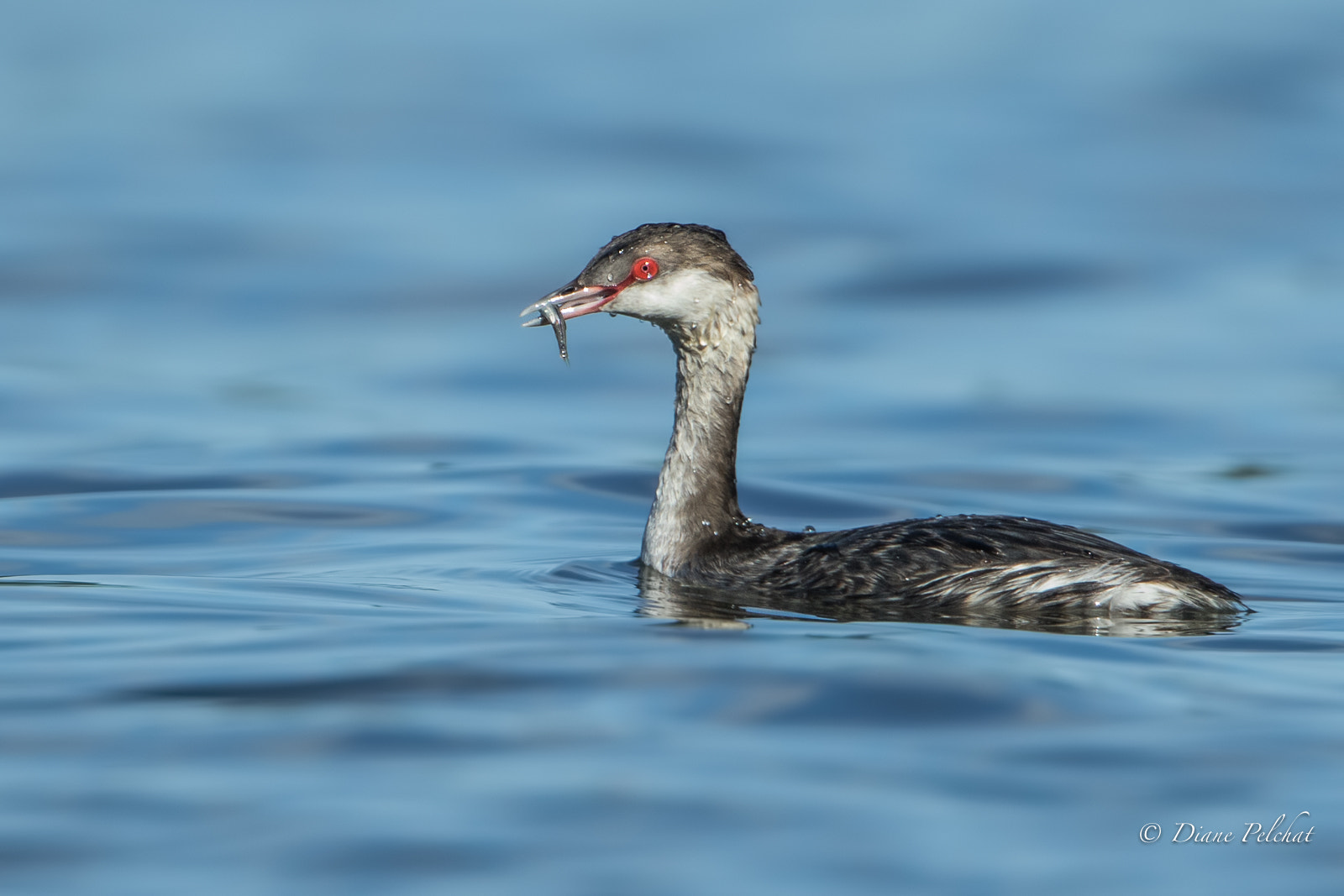 Canon EOS 7D Mark II sample photo. Lunch time for horned grebe photography