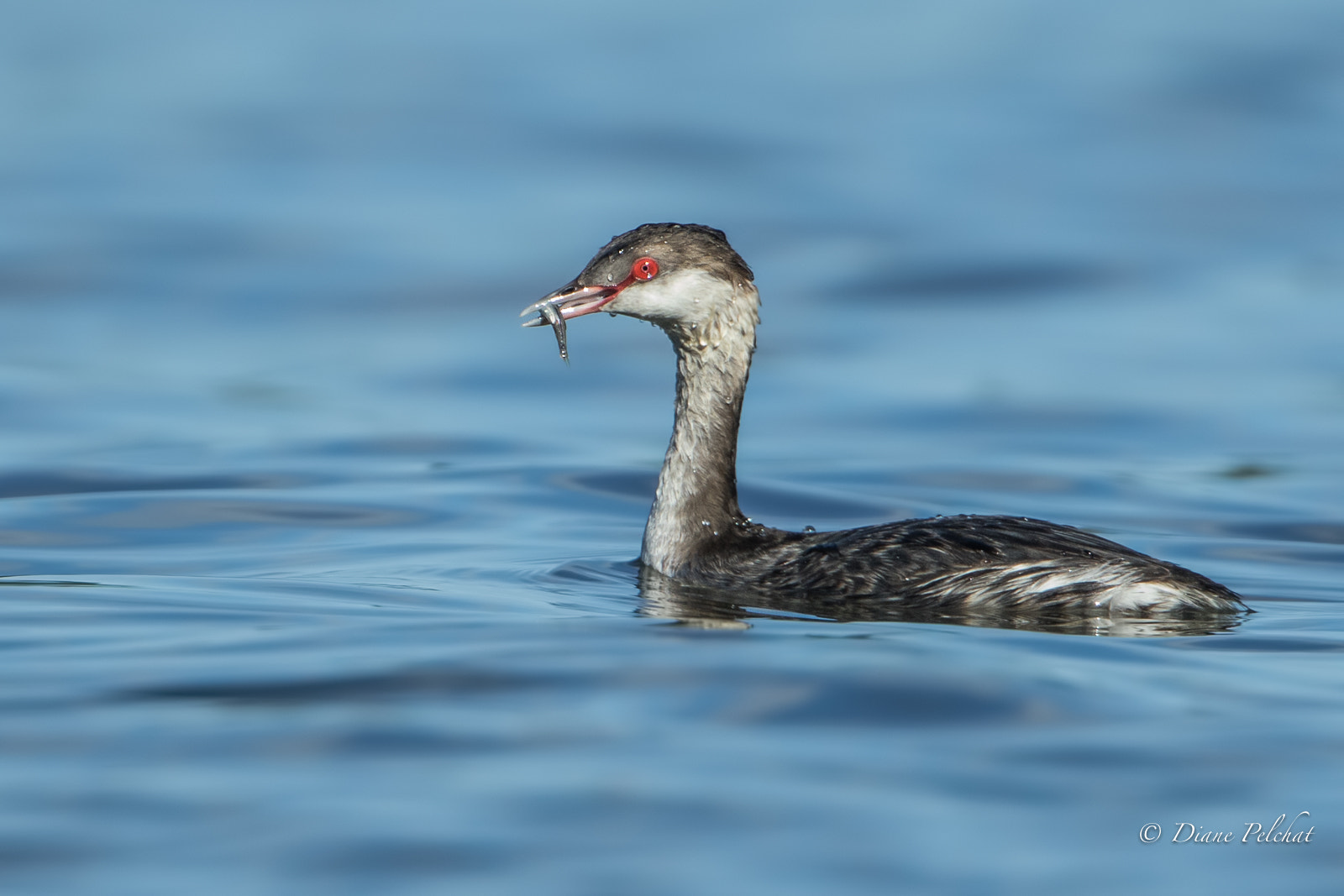 Canon EF 300mm F2.8L IS II USM sample photo. Lunch time for horned grebe photography