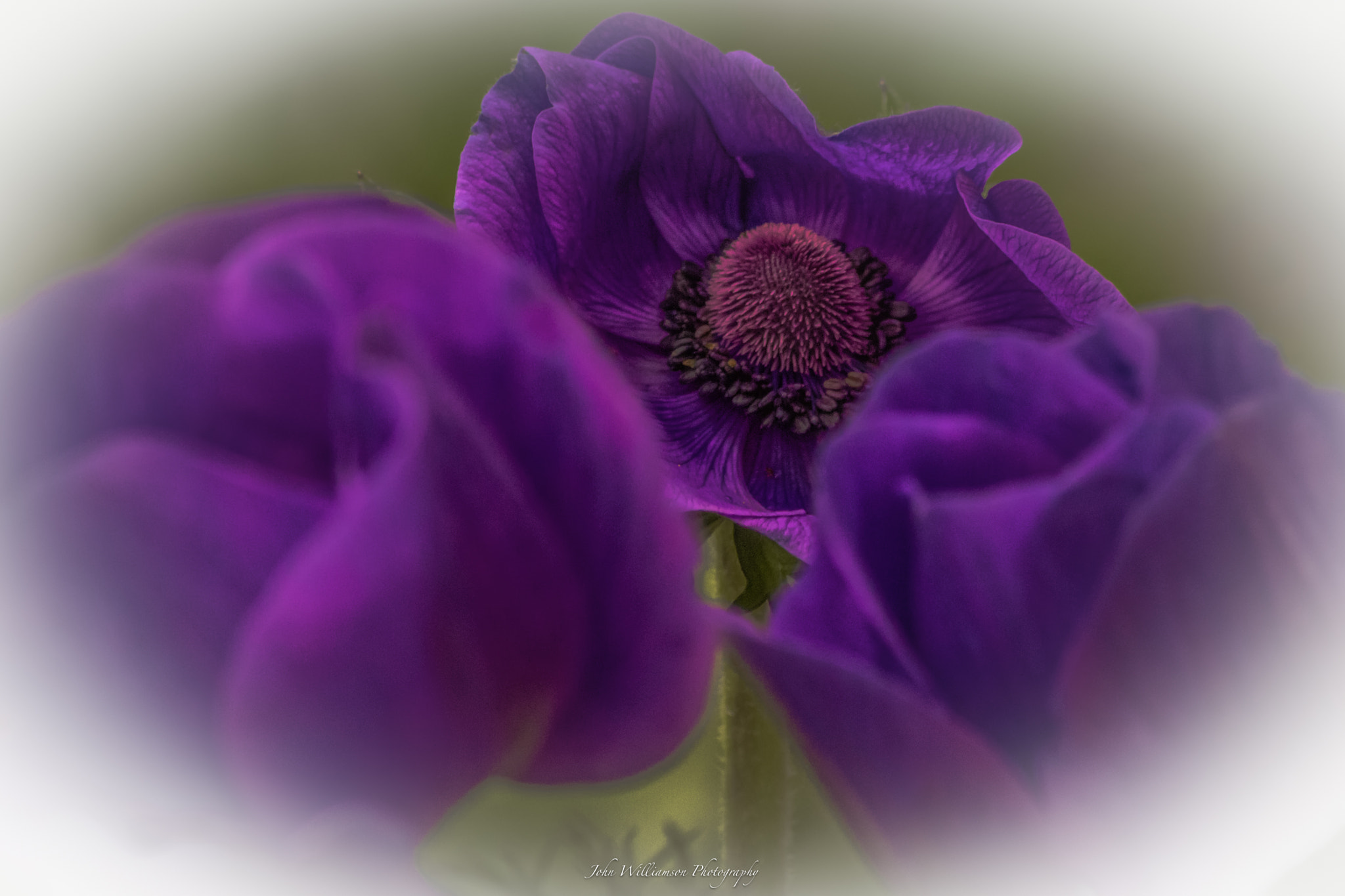 Canon EOS 7D sample photo. Purple and green photography