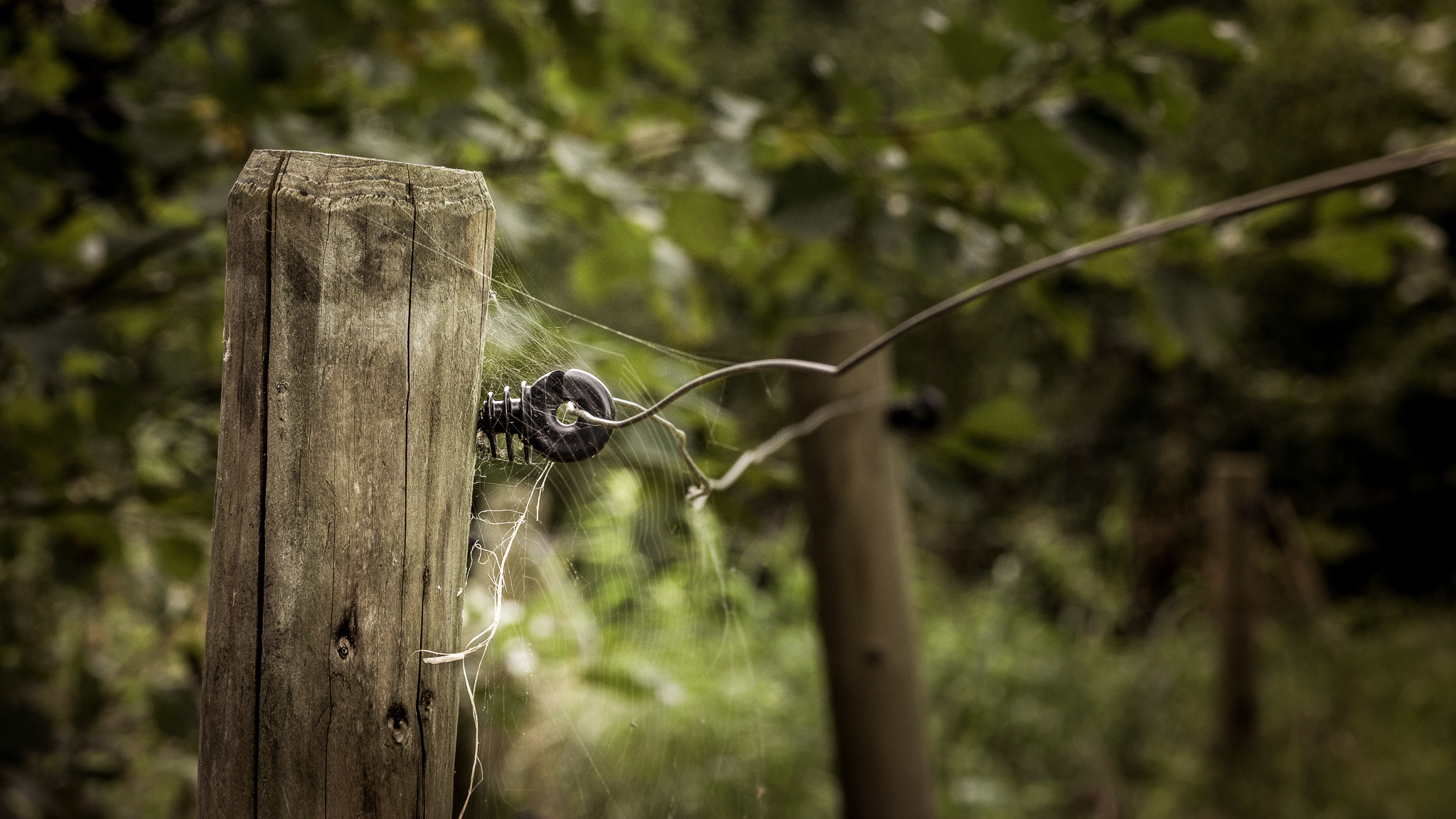 Sony a6000 + Sony FE 90mm F2.8 Macro G OSS sample photo. This is no fence to hold you up... photography