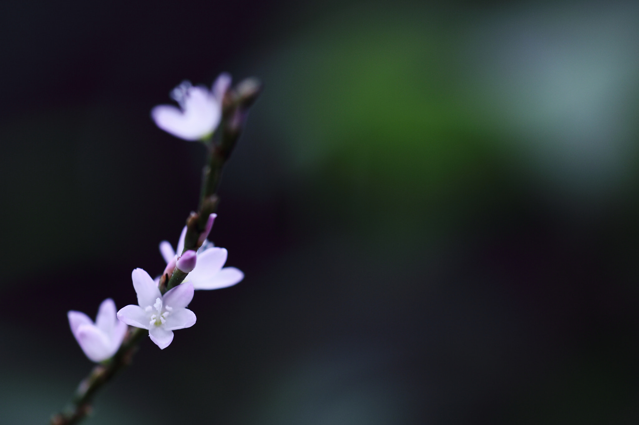 Canon EOS 60D + Tamron SP AF 60mm F2 Di II LD IF Macro sample photo. Minnie may photography