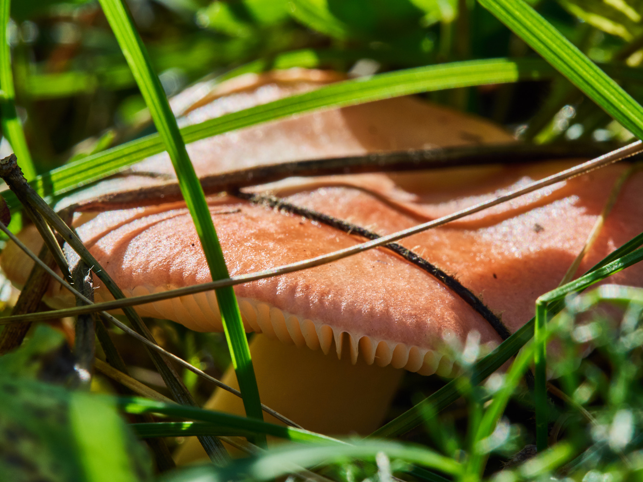 Olympus M.Zuiko Digital ED 60mm F2.8 Macro sample photo. Mushroom photography