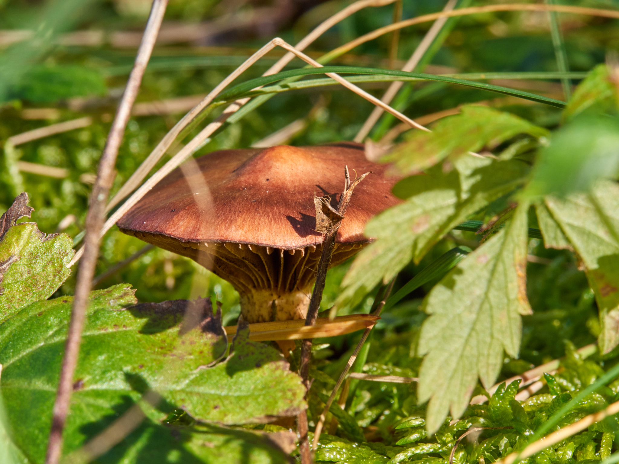 Olympus M.Zuiko Digital ED 60mm F2.8 Macro sample photo. Mushroom photography