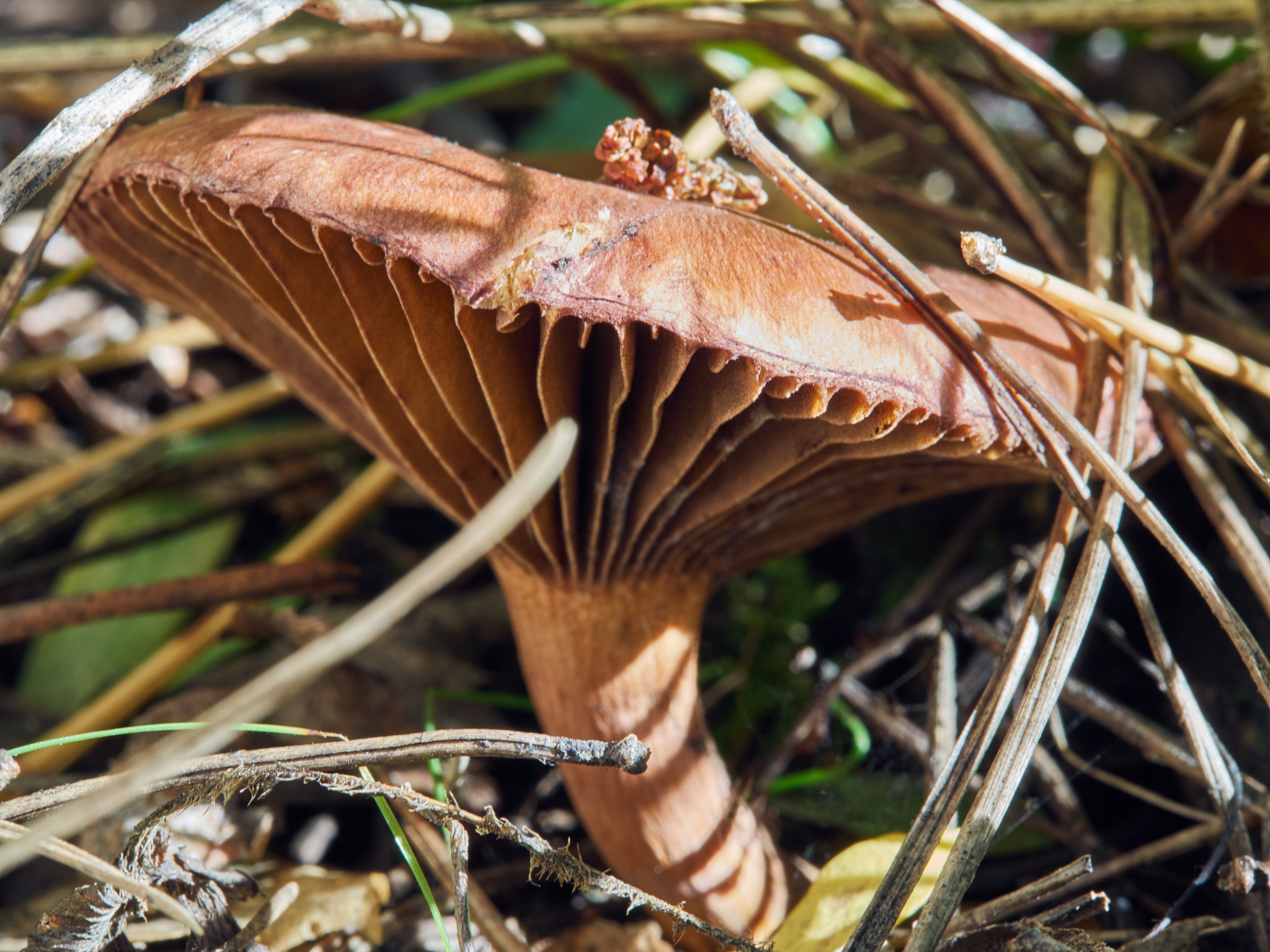 Olympus M.Zuiko Digital ED 60mm F2.8 Macro sample photo. Mushroom photography