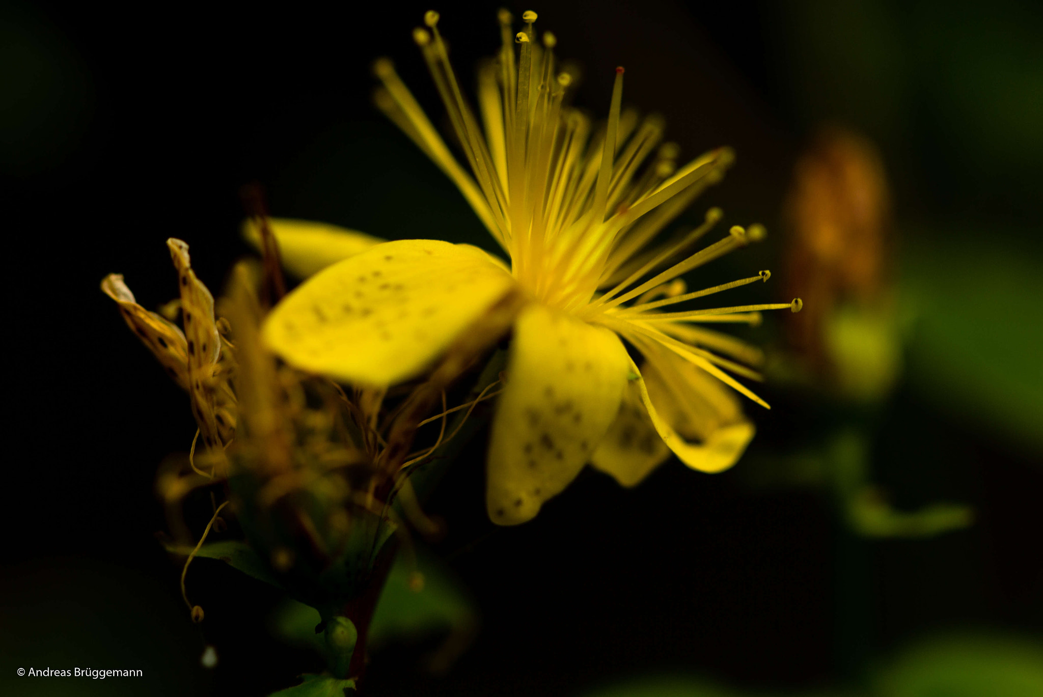 Canon EOS 60D + Canon EF 100mm F2.8L Macro IS USM sample photo. Yellow in the dark photography