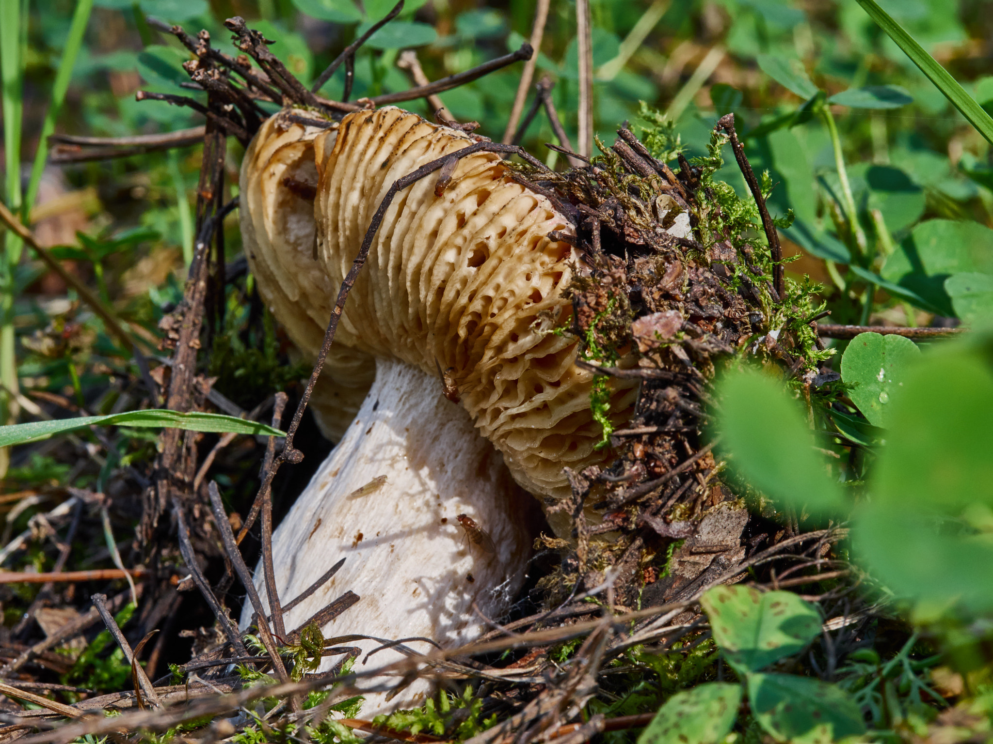 Olympus M.Zuiko Digital ED 60mm F2.8 Macro sample photo. Mushroom photography