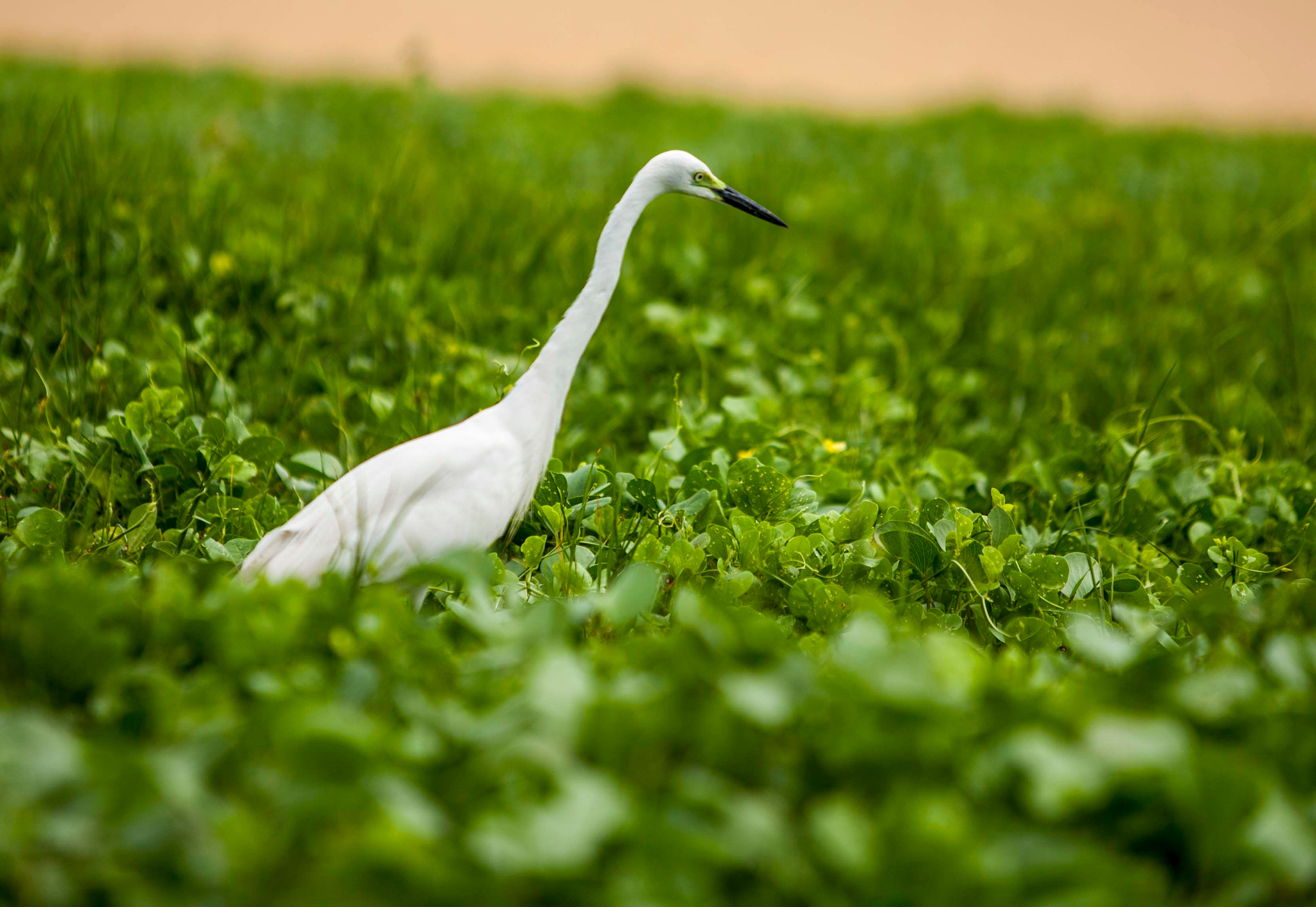 Canon EF 70-200mm F2.8L IS USM sample photo. White heron photography