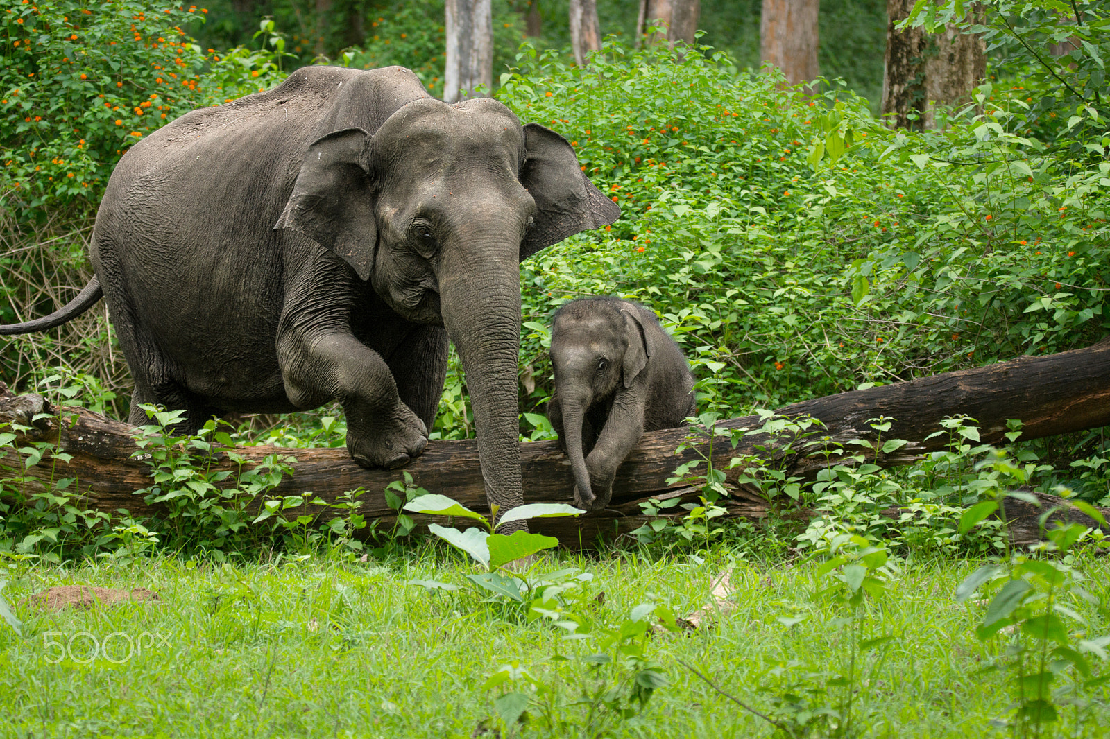 Sony SLT-A65 (SLT-A65V) + Tamron SP 150-600mm F5-6.3 Di VC USD sample photo. One step at a time, mother and calf elephant. photography