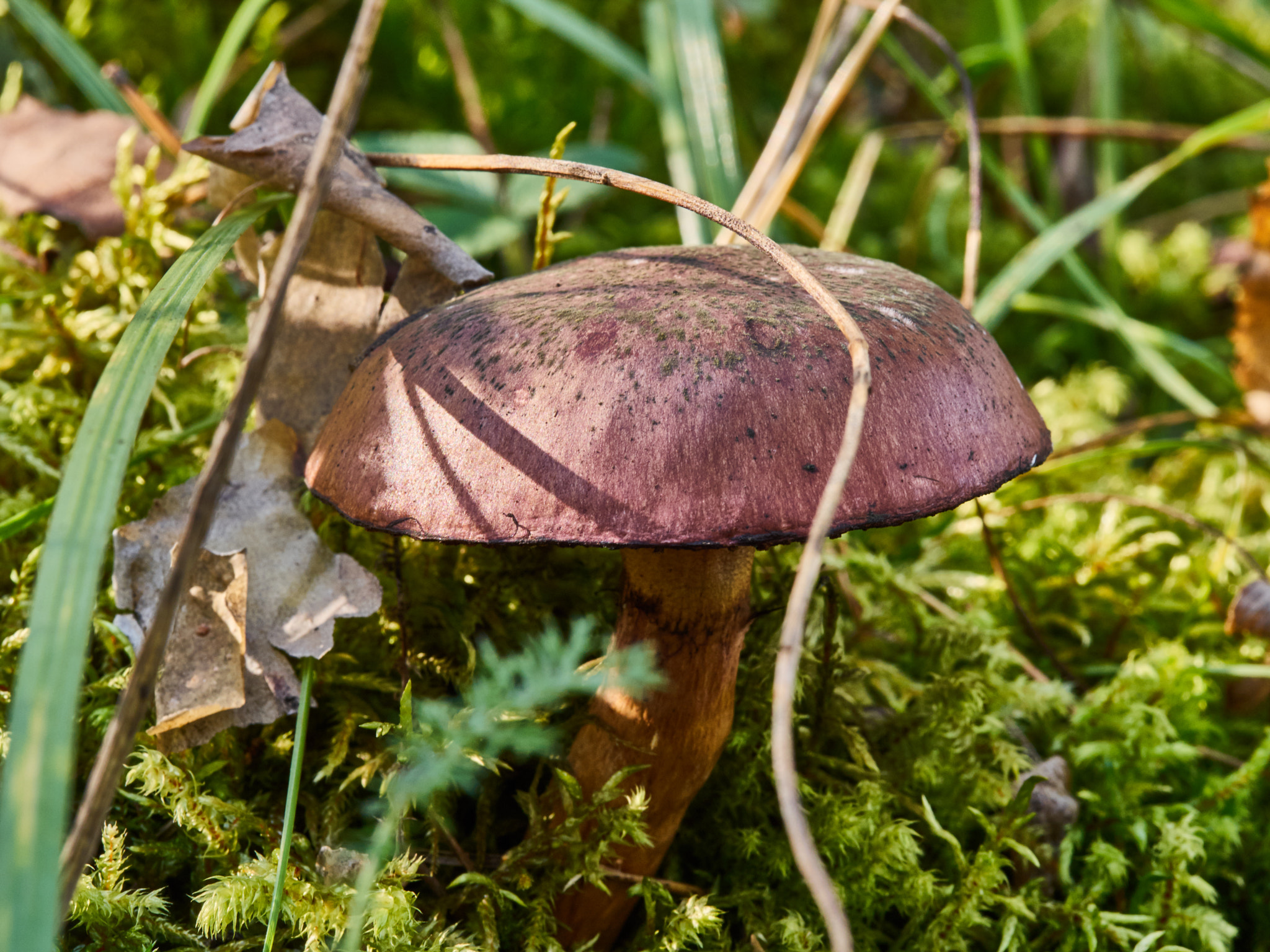 Olympus M.Zuiko Digital ED 60mm F2.8 Macro sample photo. Mushroom photography