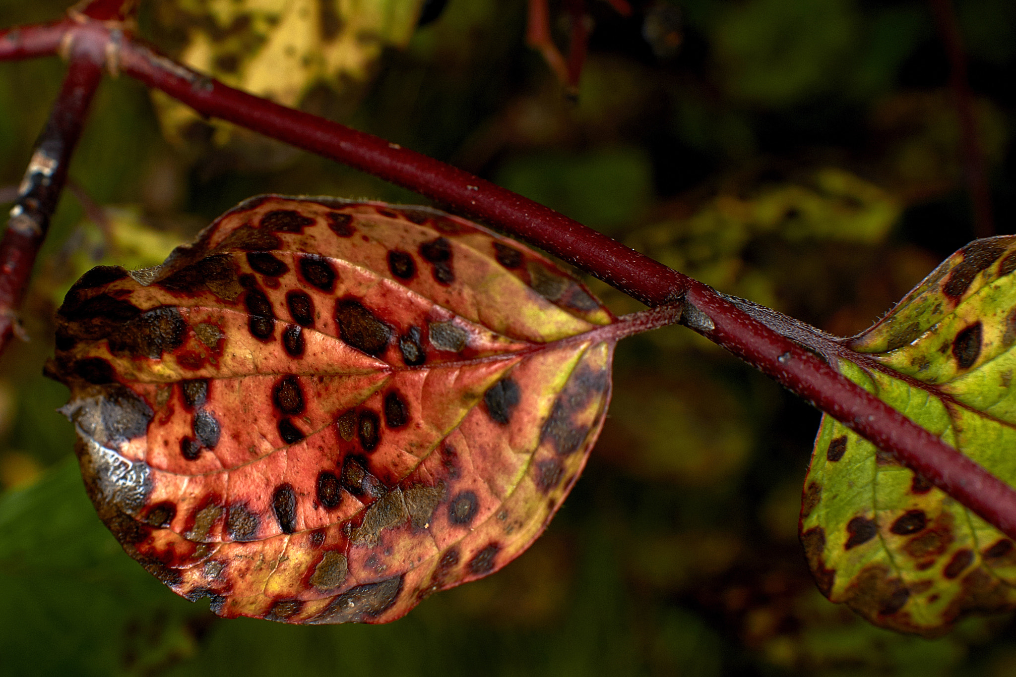 Sony SLT-A77 sample photo. Dsc photography