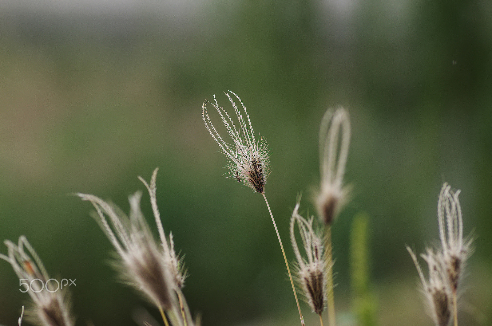 Pentax smc D-FA 100mm F2.8 Macro WR sample photo. October - setaria viridis photography