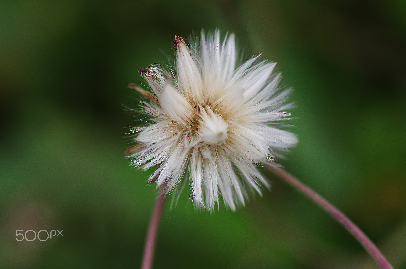 Pentax smc D-FA 100mm F2.8 Macro WR sample photo. Autumn - root of withered sunflower photography