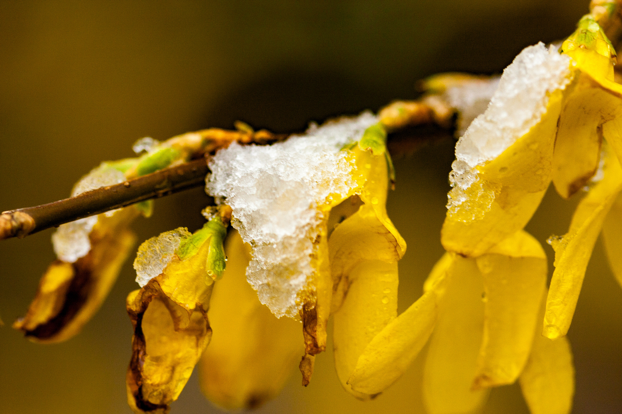 Canon EF 100mm F2.8 Macro USM sample photo. Winter in spring photography