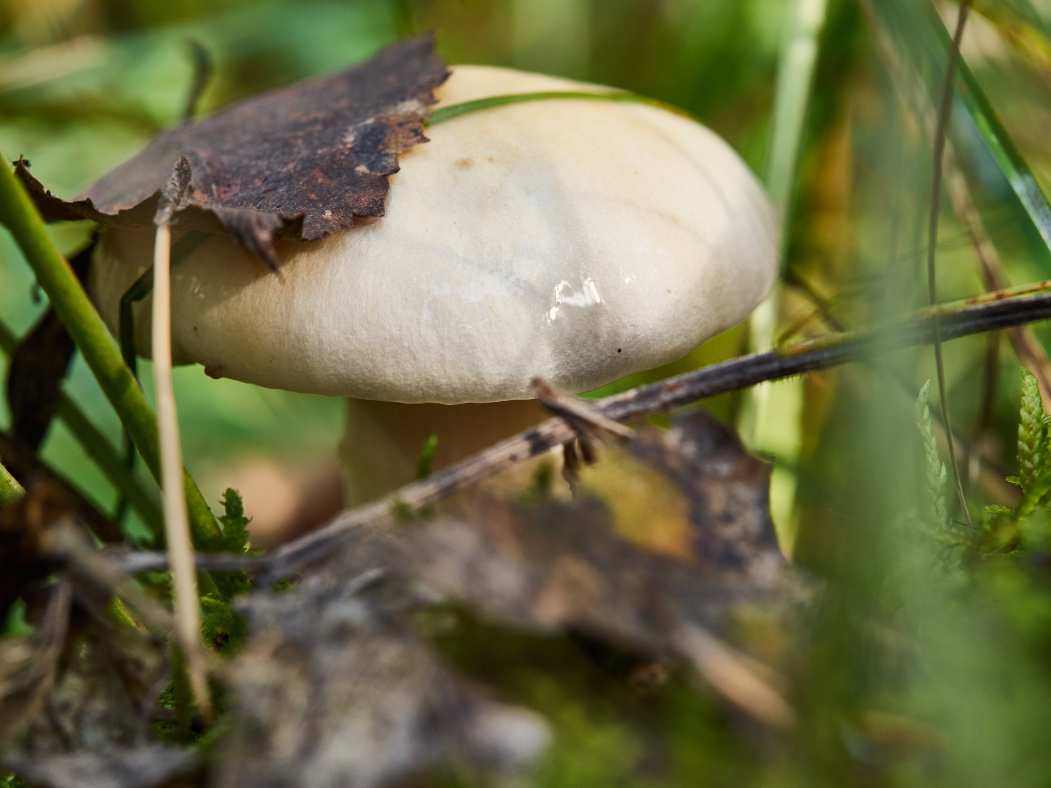 Olympus M.Zuiko Digital ED 60mm F2.8 Macro sample photo. Mushroom photography