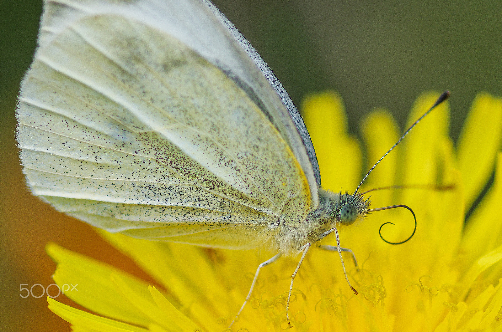 Pentax smc D-FA 100mm F2.8 Macro WR sample photo. Autumn - butterfly photography