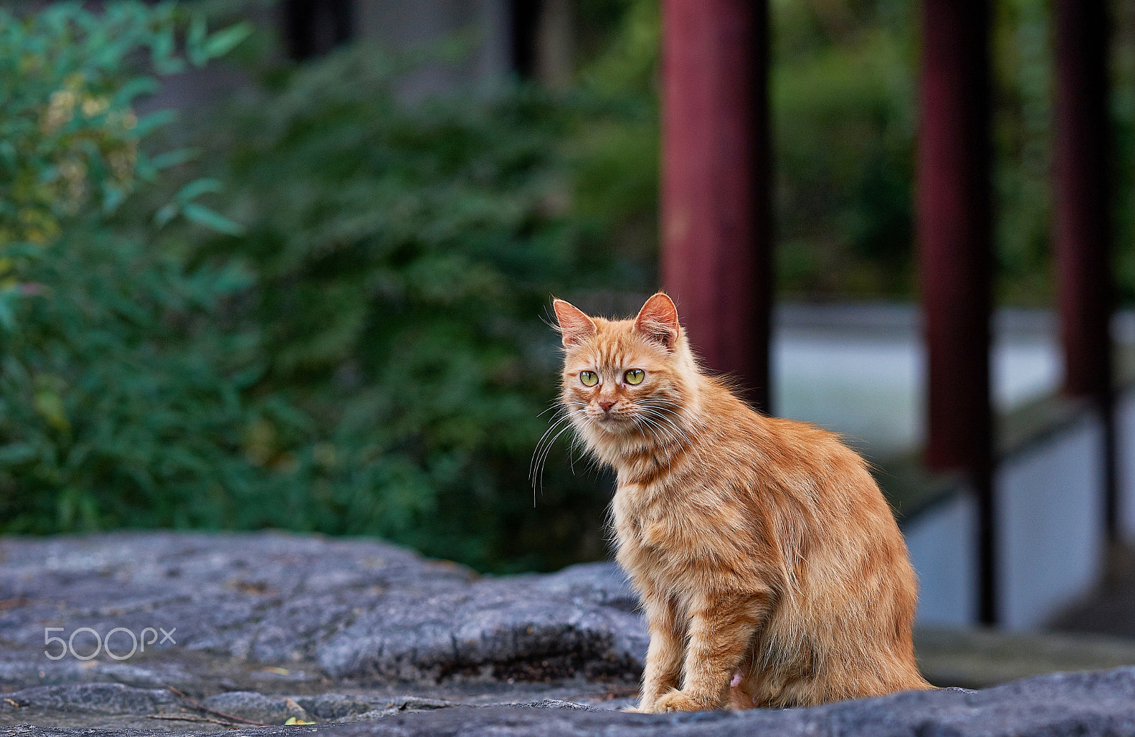 Sony Sonnar T* 135mm F1.8 ZA sample photo. Wait... photography