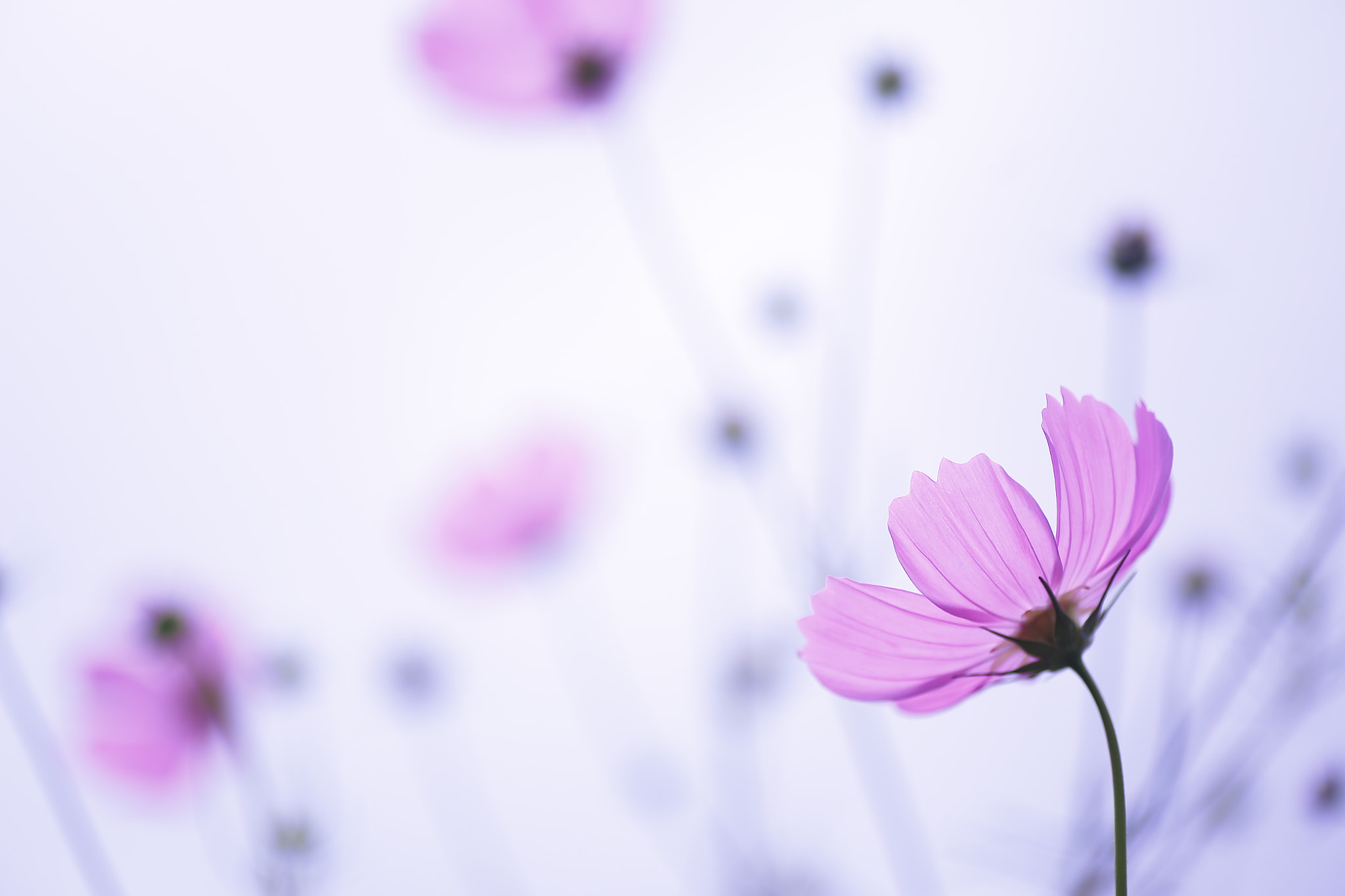 Canon EOS 6D + Tamron SP AF 90mm F2.8 Di Macro sample photo. Pastel pink… photography