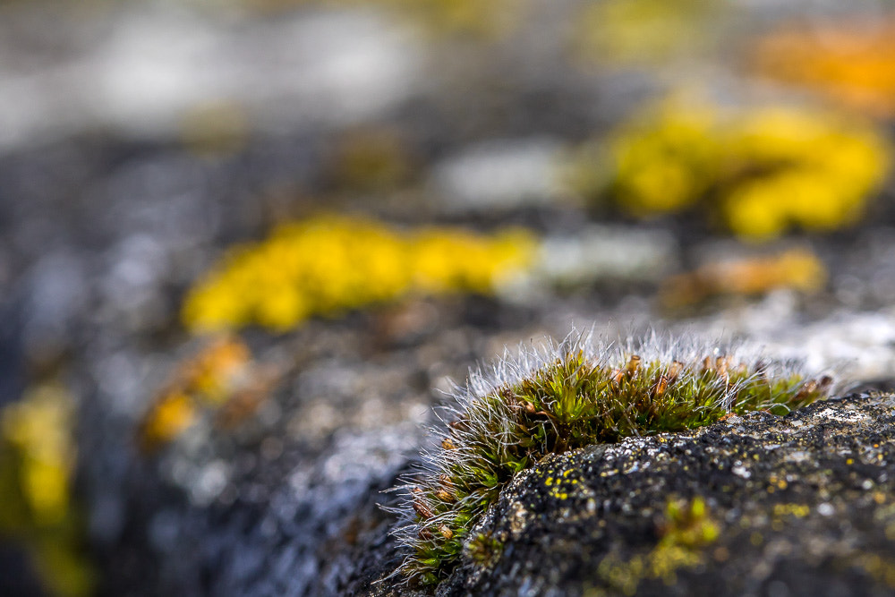 Canon EF 100mm F2.8L Macro IS USM sample photo. Touffe sauvage photography