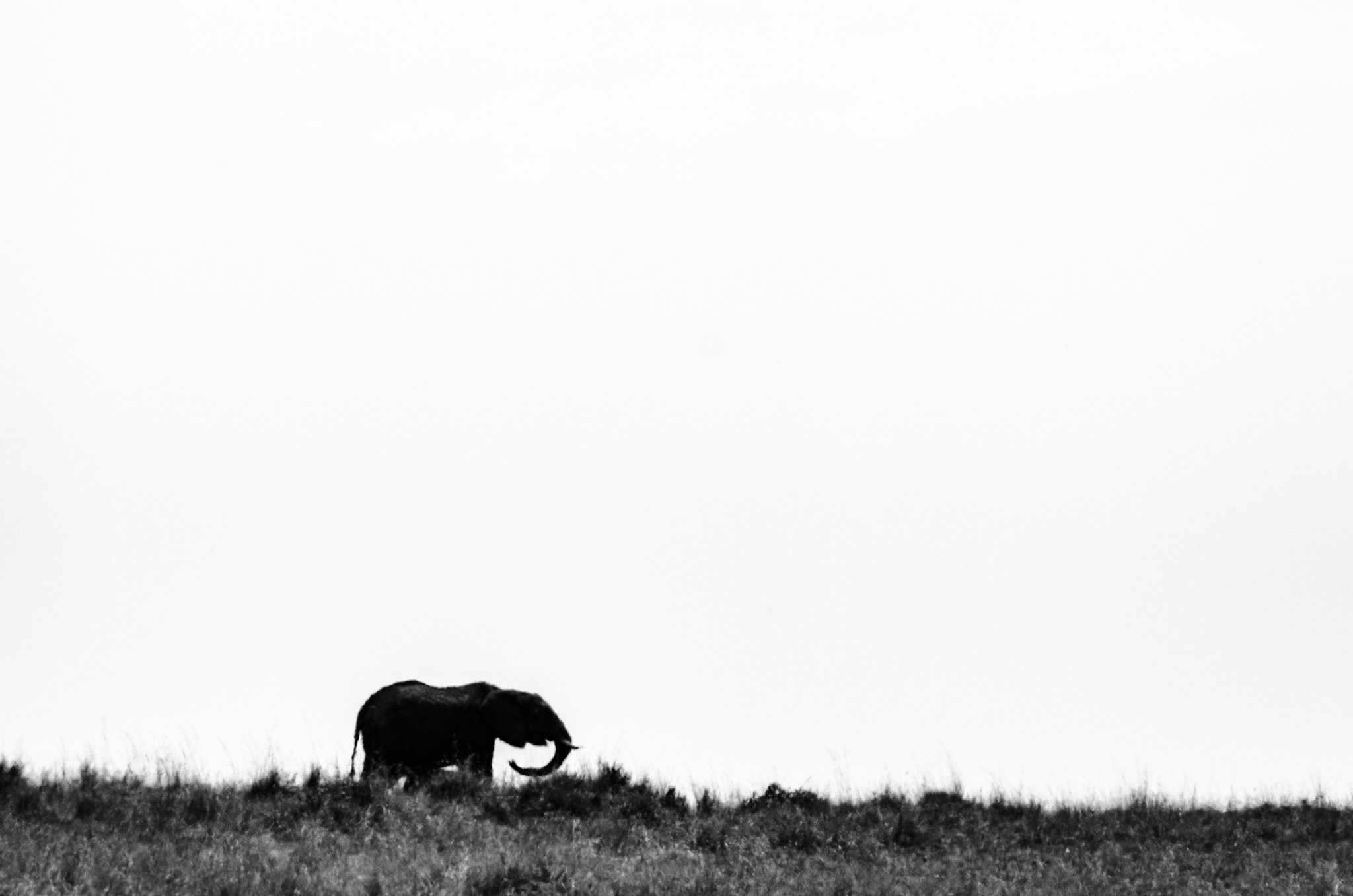 Nikon D7000 sample photo. Elephant on the mara photography
