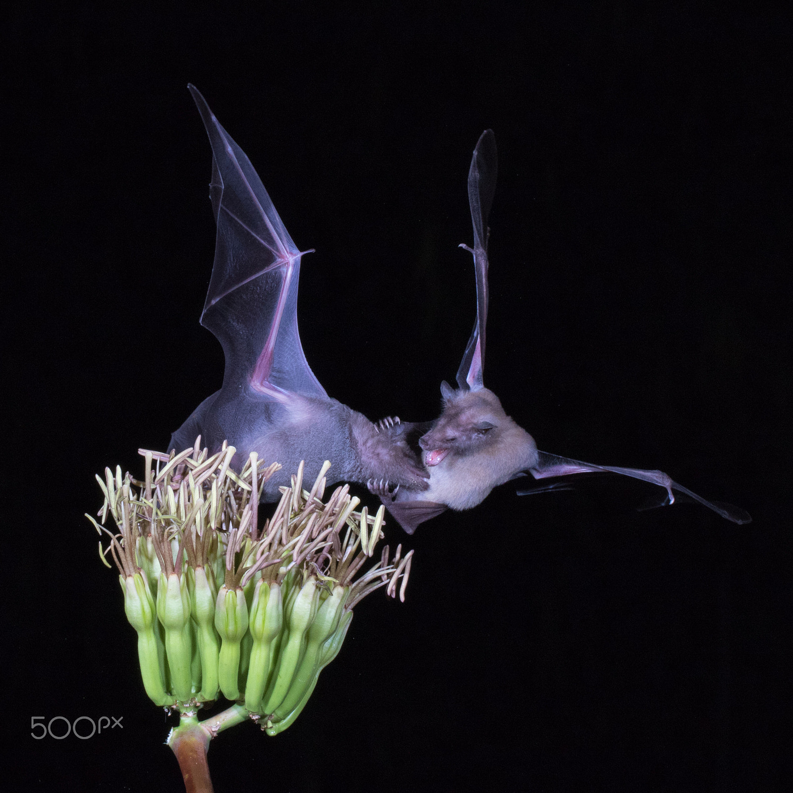 Canon EF 100mm F2.8L Macro IS USM sample photo. Nektar bats fighting photography