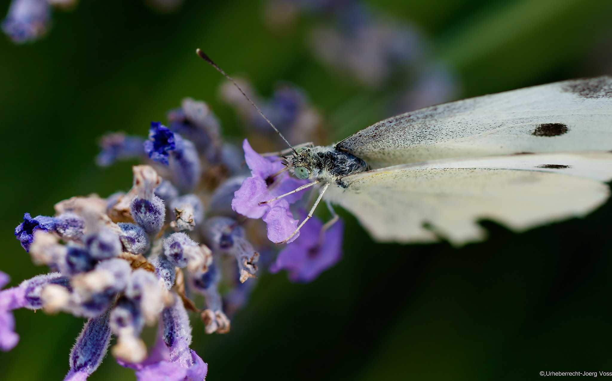 Canon EF 100mm F2.8L Macro IS USM sample photo. Butterfly on lavender photography