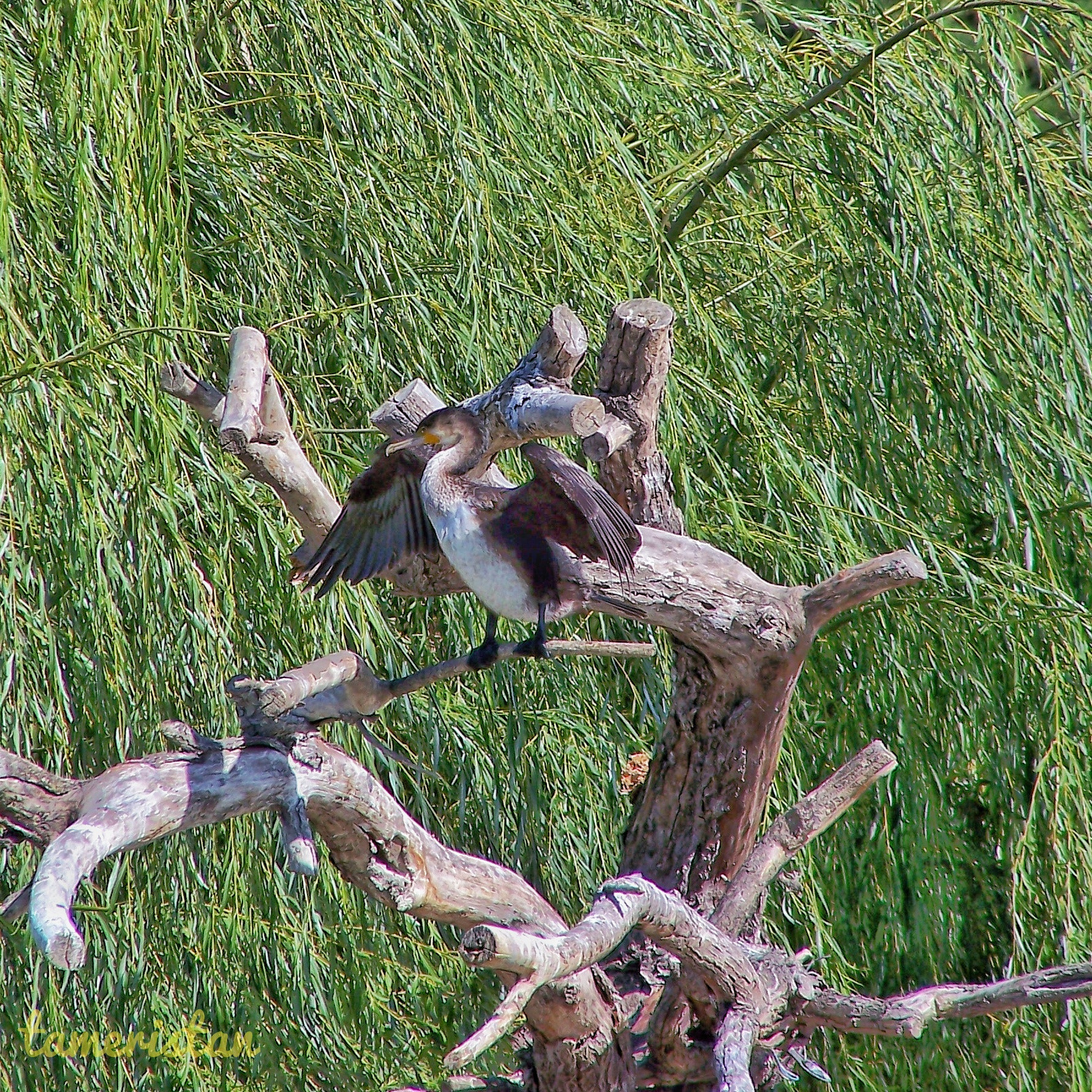 Kodak EASYSHARE Z710 ZOOM DIGITAL CAMERA sample photo. Cormorant at pond buca.  photography