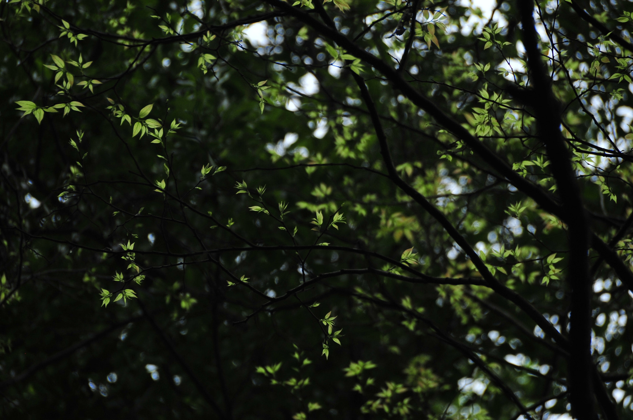 Nikon D3 sample photo. .. photography