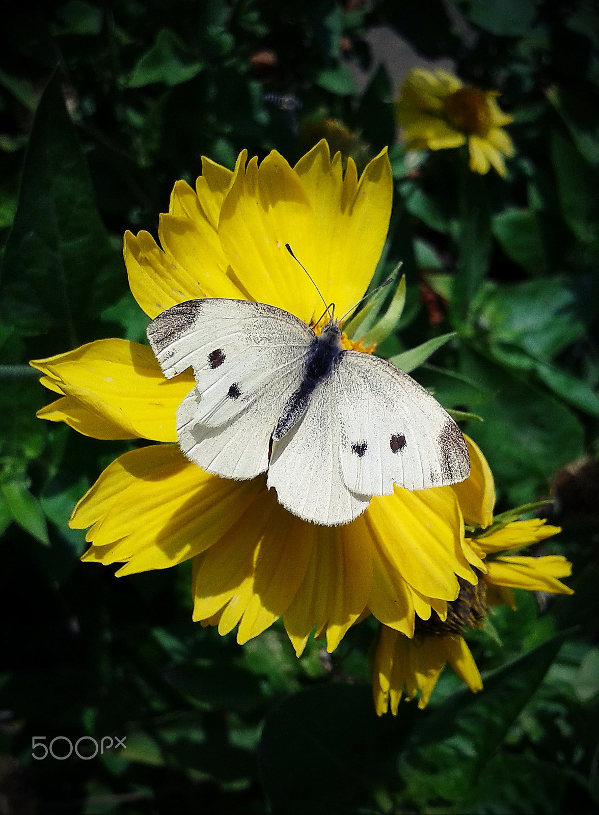 Samsung GT-S5610 sample photo. Last butterfly photography