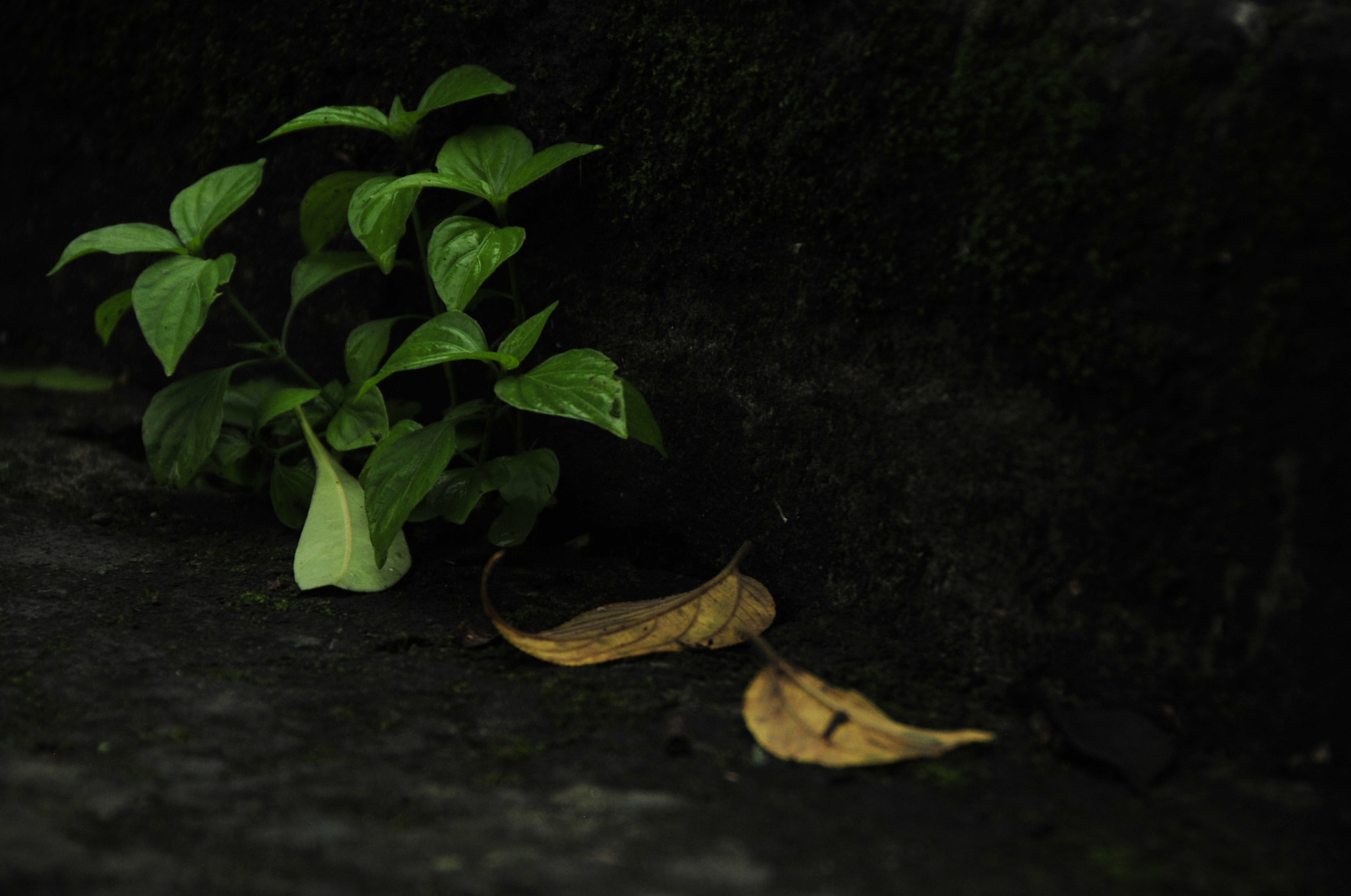 Nikon D3 sample photo. .. photography