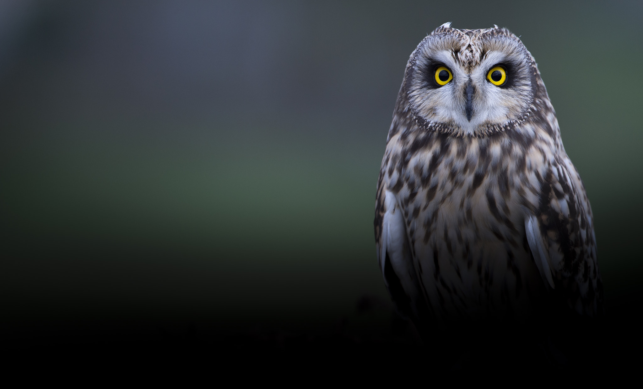 Nikon D4S sample photo. Hibou des marais - asio flammeus photography