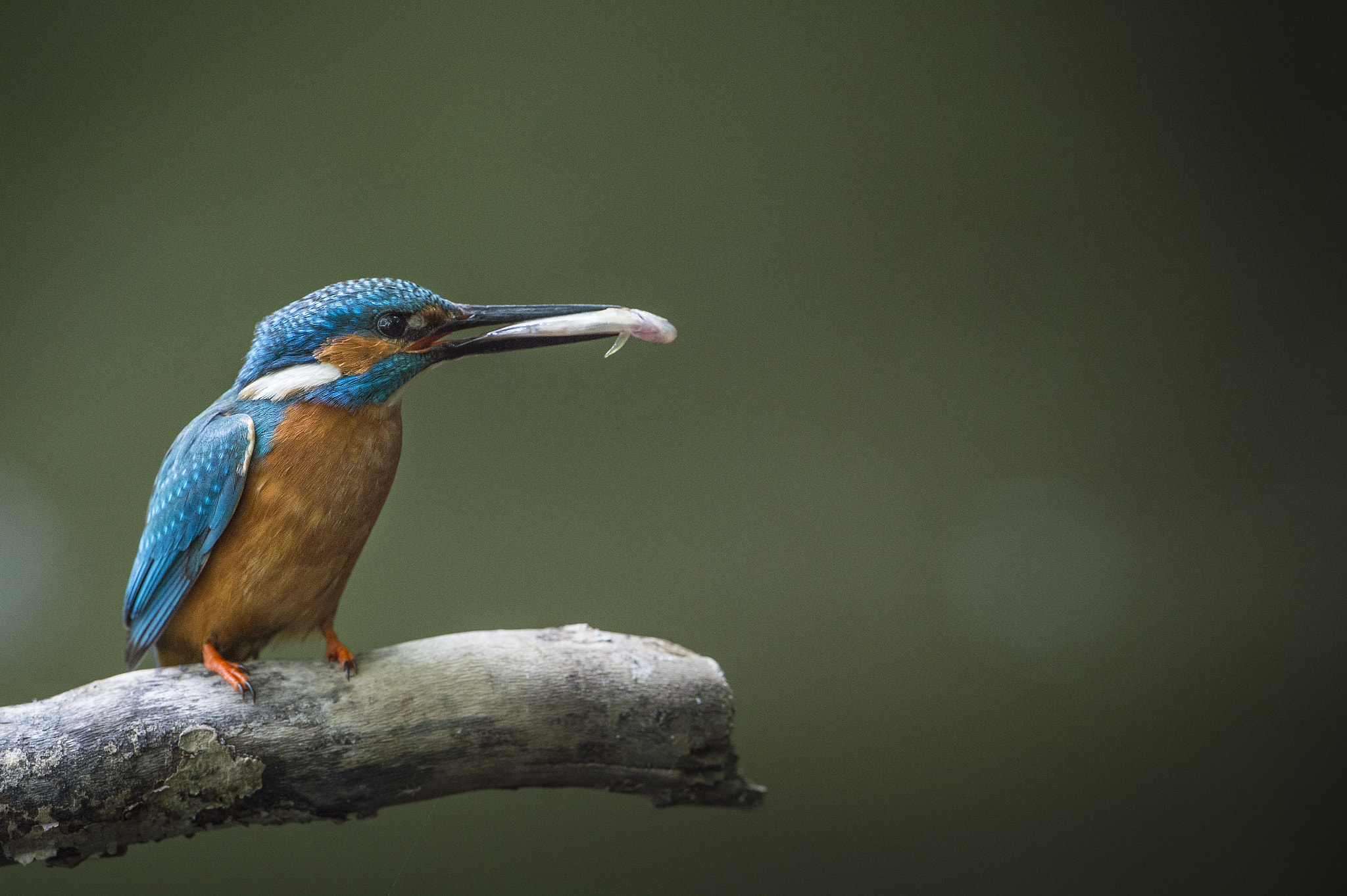 Nikon D4S + Nikon AF-S Nikkor 500mm F4G ED VR sample photo. Martin-pêcheur d'europe - alcedo atthis photography