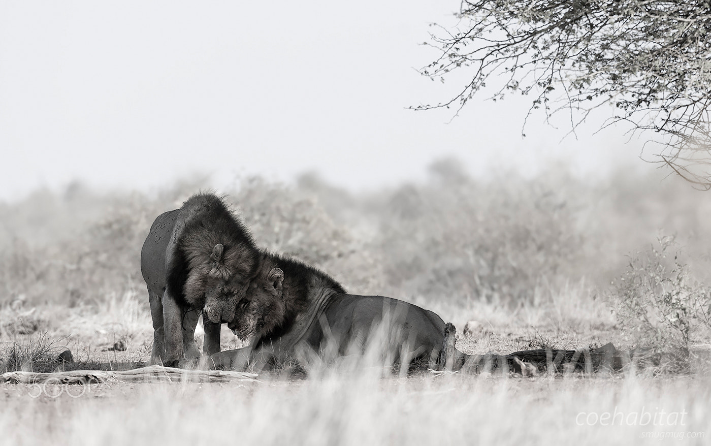 Nikon AF-S Nikkor 200-400mm F4G ED-IF VR sample photo. 'respect' photography