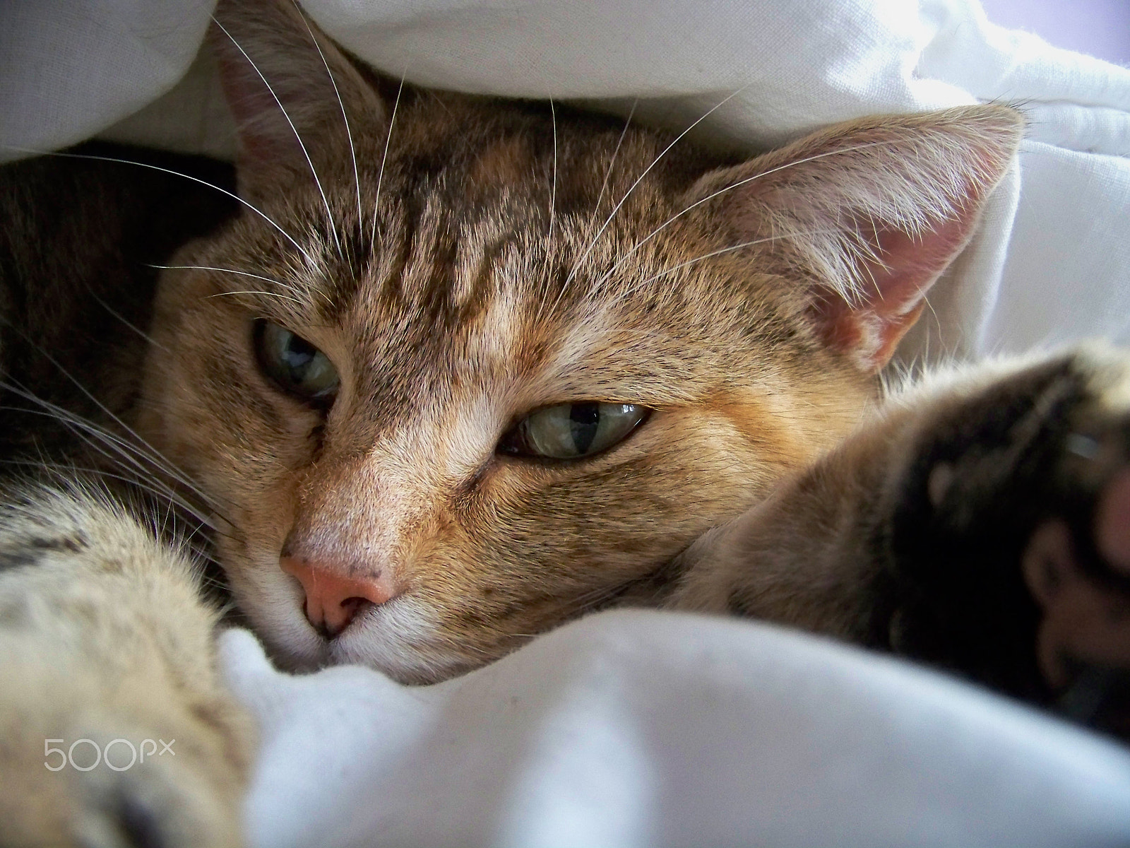 Kodak EASYSHARE Z1012 IS DIGITAL CAMERA sample photo. Tiger photography