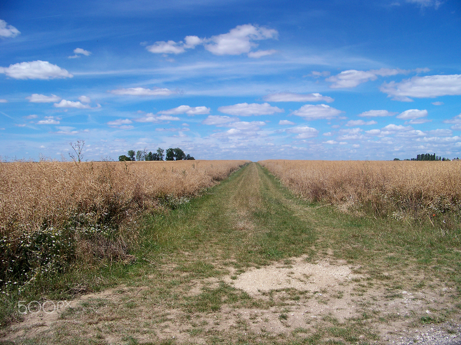 Kodak EASYSHARE Z1012 IS DIGITAL CAMERA sample photo. Path photography