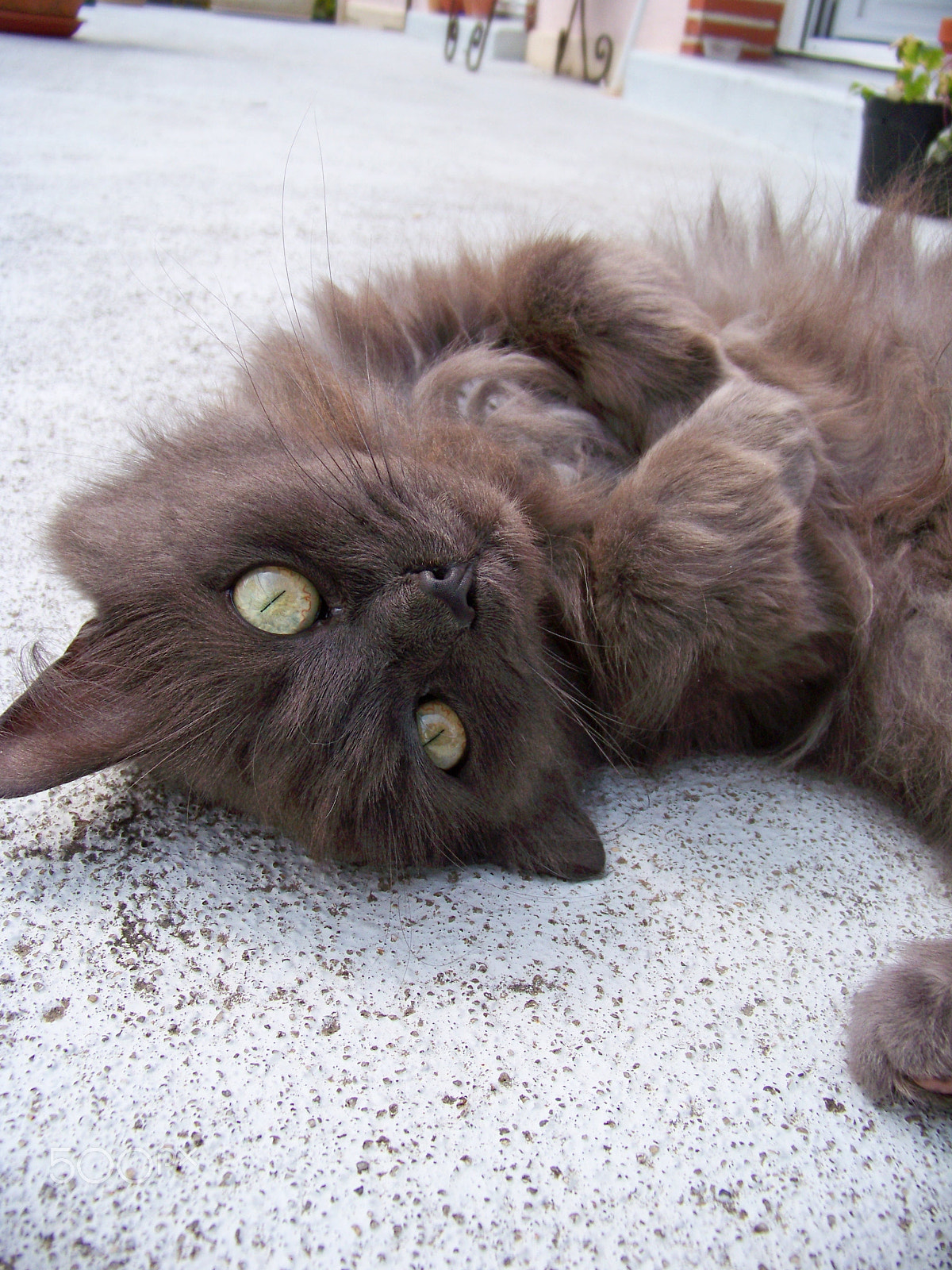 Kodak EASYSHARE Z1012 IS DIGITAL CAMERA sample photo. Golden eyes photography