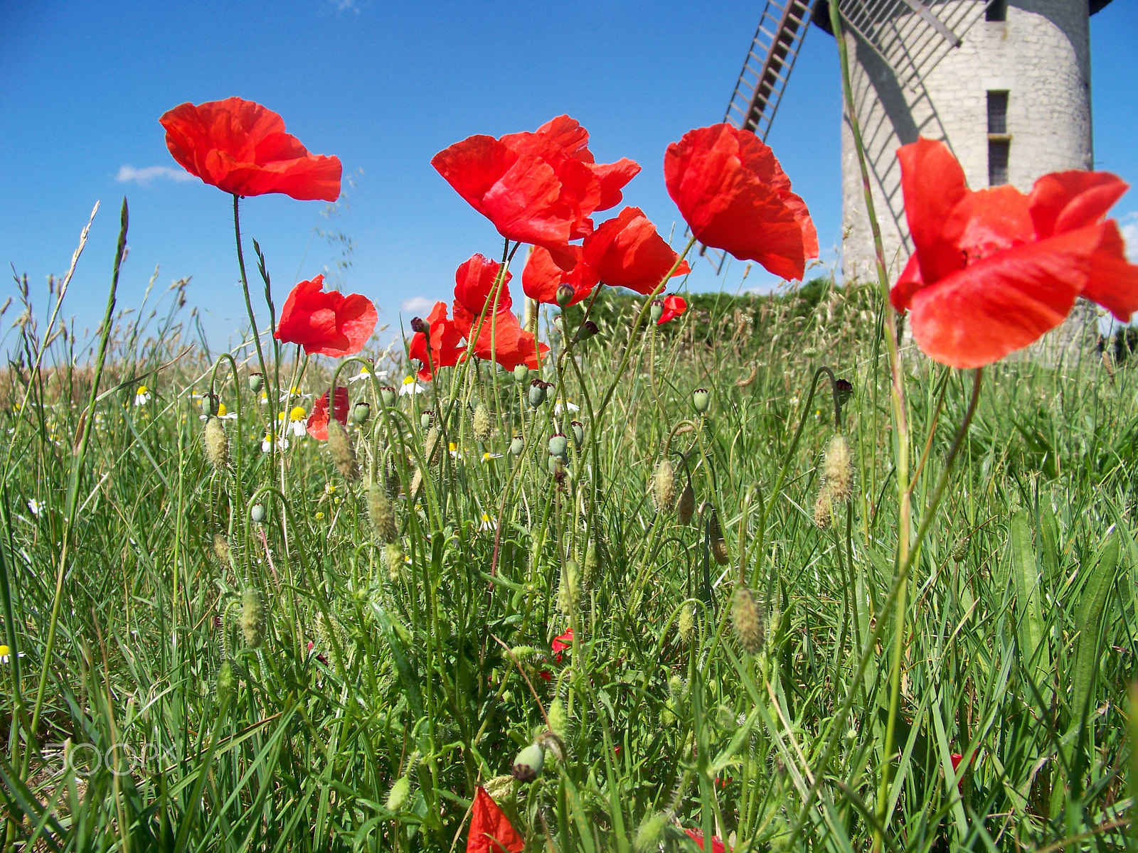 Kodak EASYSHARE Z1012 IS DIGITAL CAMERA sample photo. Coquelicots photography
