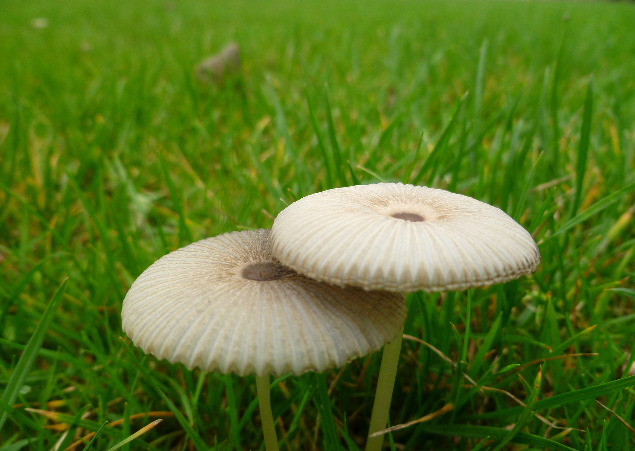 Panasonic DMC-FH20 sample photo. Mushrooms photography