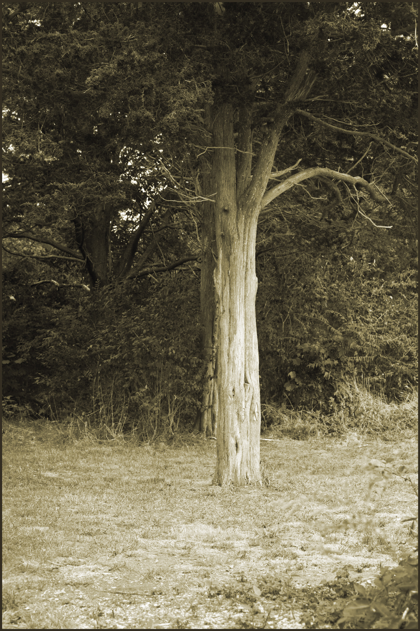 Canon EOS 5D Mark II sample photo. Tree.5 photography