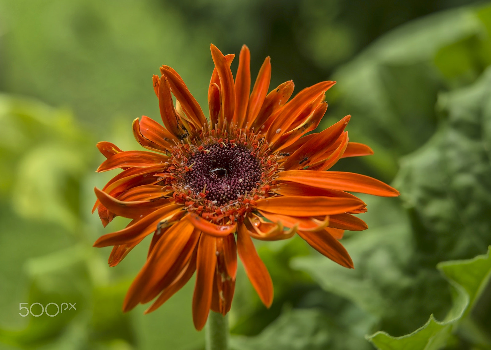 Nikon AF-S Micro-Nikkor 60mm F2.8G ED sample photo. Gerbera flower... photography