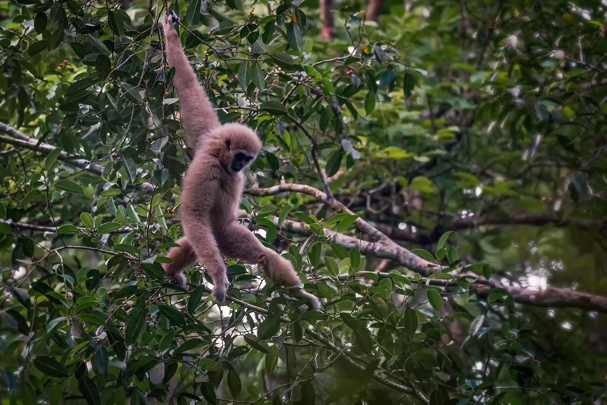Sony 70-300mm F4.5-5.6 G SSM sample photo. Lar gibbon / white-handed gibbon photography