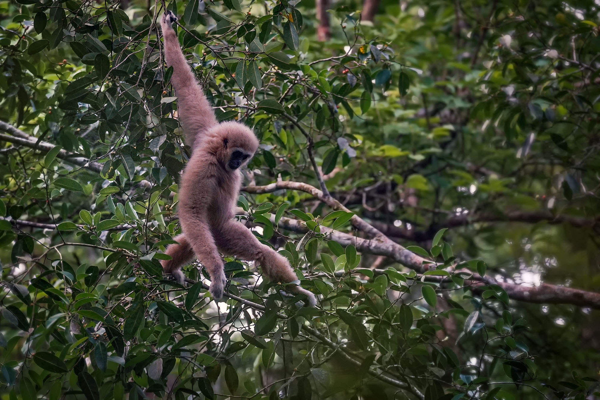 Sony a7 II sample photo. Lar gibbon / white-handed gibbon photography