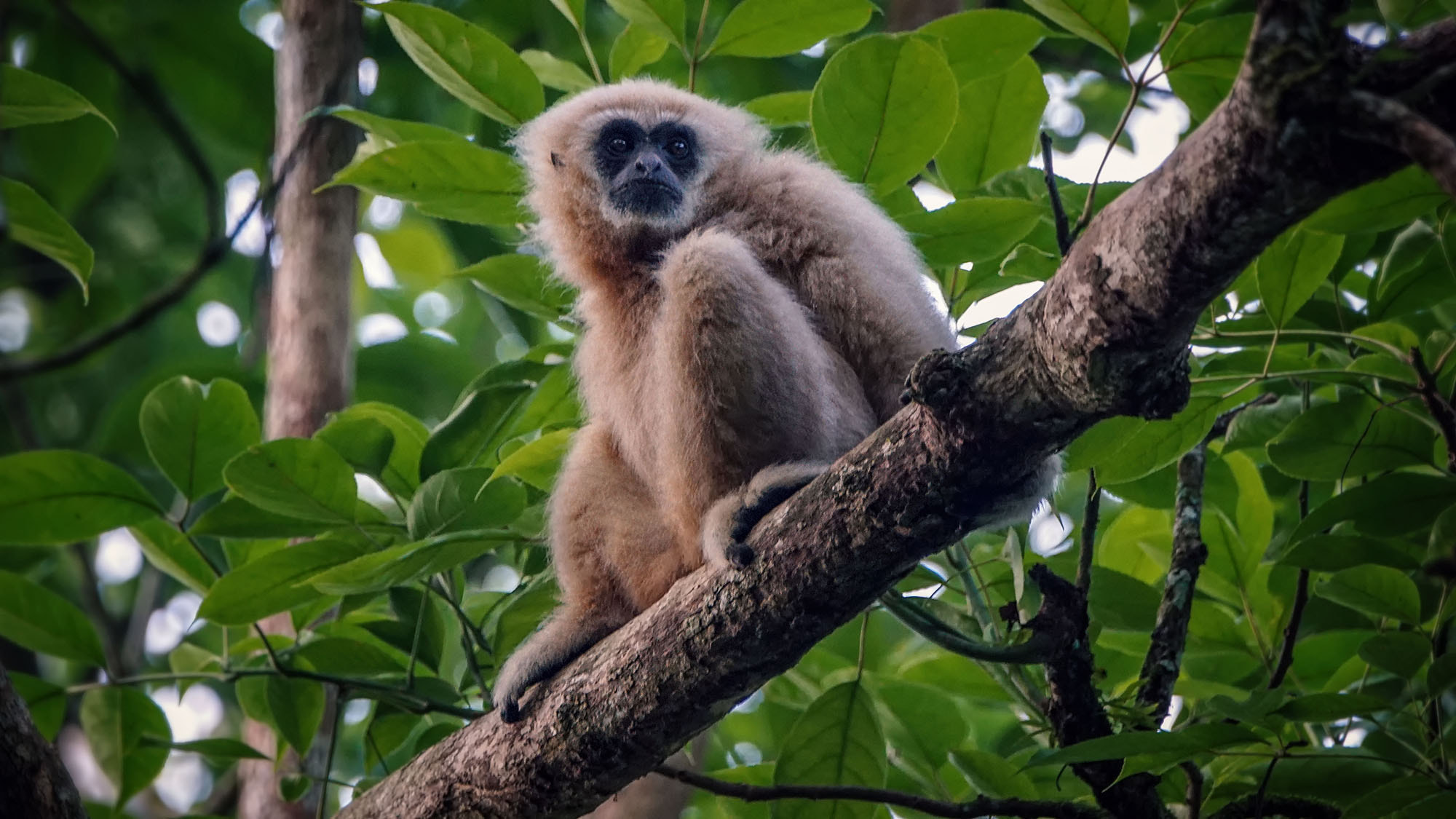 Sony ILCA-77M2 + Sony 70-400mm F4-5.6 G SSM II sample photo. Lar gibbon / white-handed gibbon photography