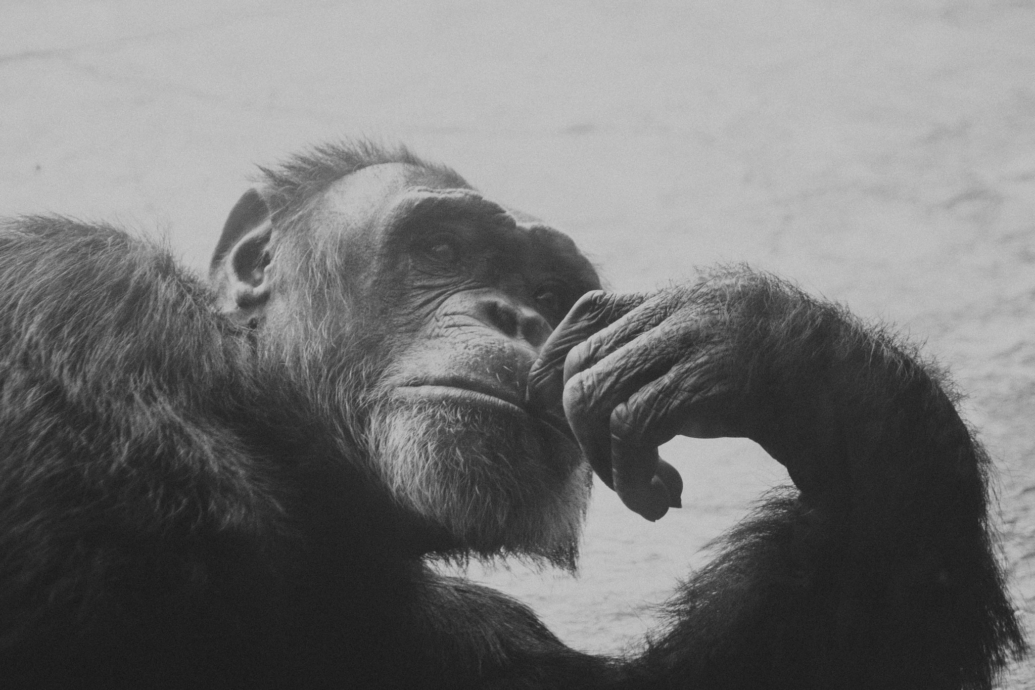 Canon EF 35-80mm f/4-5.6 sample photo. The thinking primate photography