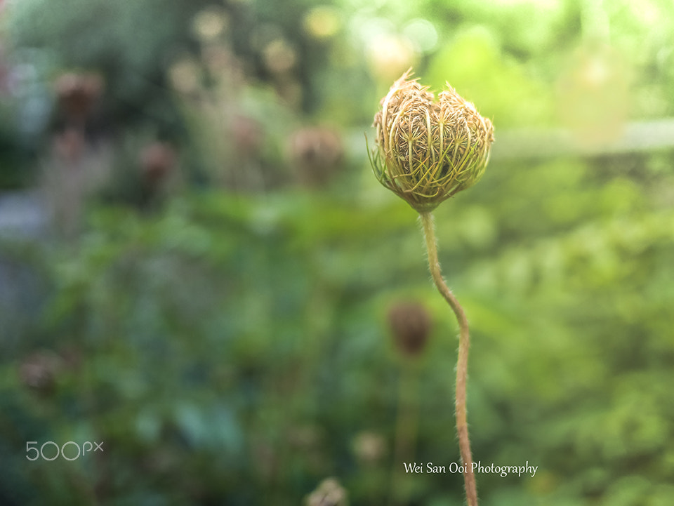Panasonic Lumix DMC-GX7 + Panasonic Lumix G 20mm F1.7 ASPH sample photo. Queen anne's lace photography
