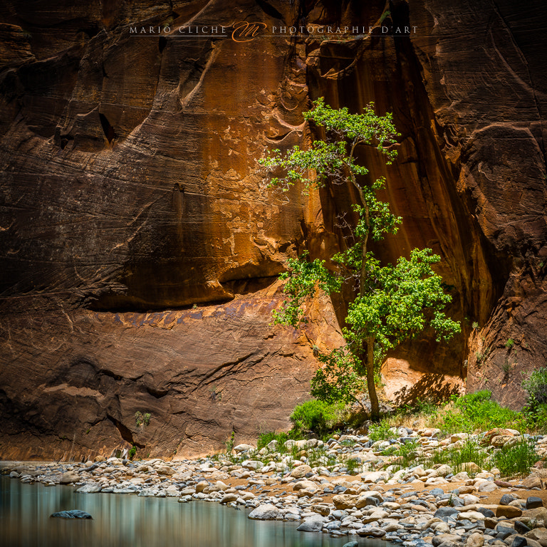 Canon EOS 5DS sample photo. Zion, the narrows. photography