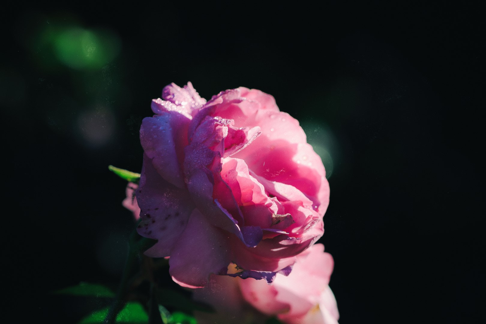 Canon EOS 7D Mark II sample photo. A rose wakes photography