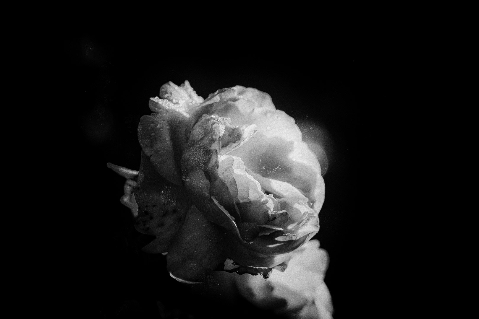 Canon EF 100mm F2.8L Macro IS USM sample photo. The beauty in spotlight photography